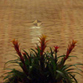Parket, Parquet, ,   004
